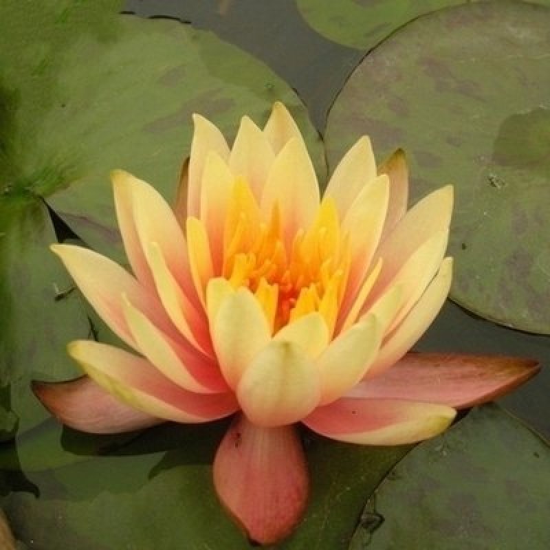 池塘大睡莲根块水培植物睡莲苗水生根茎水生根块睡莲花苗包成
