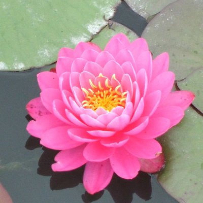 池塘大睡莲根块水培植物睡莲苗水生根茎水生根块睡莲花苗包成