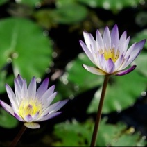 池塘大睡莲根块水培植物睡莲苗水生根茎水生根块睡莲花苗包成