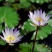 池塘大睡莲根块水培植物睡莲苗水生根茎水生根块睡莲花苗包成