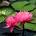 池塘大睡莲根块水培植物睡莲苗水生根茎水生根块睡莲花苗包成