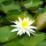 池塘大睡莲根块水培植物睡莲苗水生根茎水生根块睡莲花苗包成