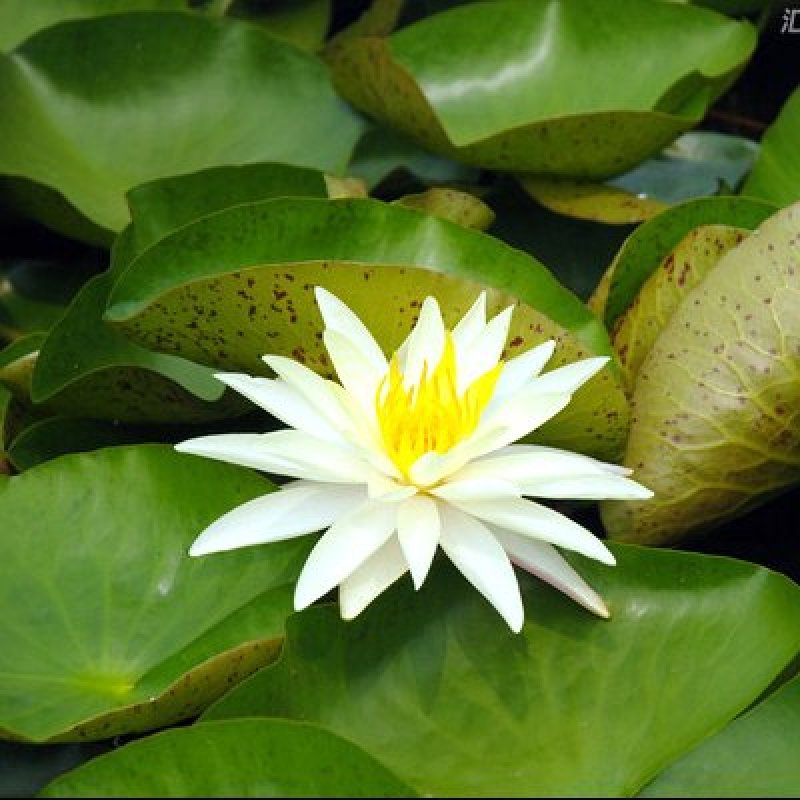 池塘大睡莲根块水培植物睡莲苗水生根茎水生根块睡莲花苗包成