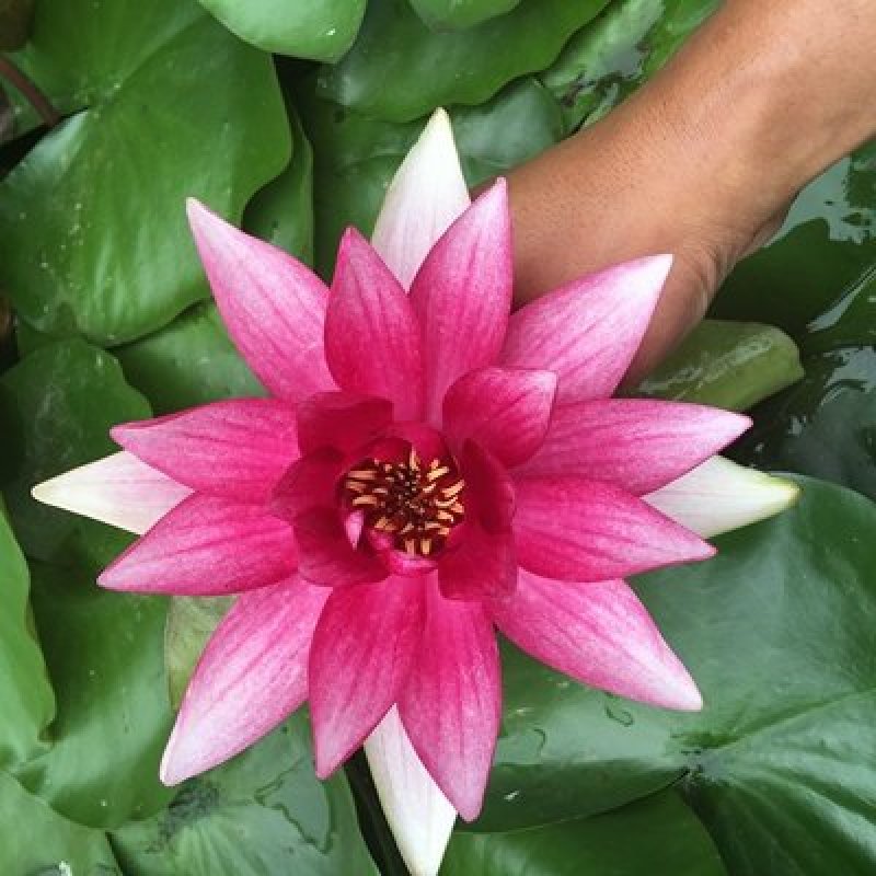 池塘大睡莲根块水培植物睡莲苗水生根茎水生根块睡莲花苗包成