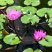 池塘大睡莲根块水培植物睡莲苗水生根茎水生根块睡莲花苗包成