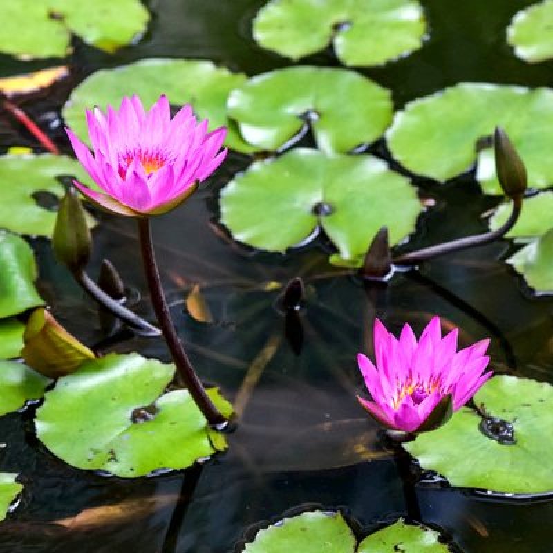 池塘大睡莲根块水培植物睡莲苗水生根茎水生根块睡莲花苗包成