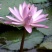 池塘大睡莲根块水培植物睡莲苗水生根茎水生根块睡莲花苗包成