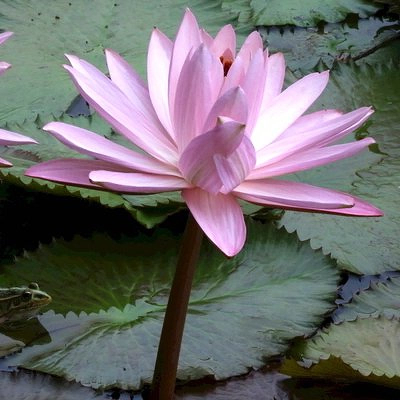 池塘大睡莲根块水培植物睡莲苗水生根茎水生根块睡莲花苗包成