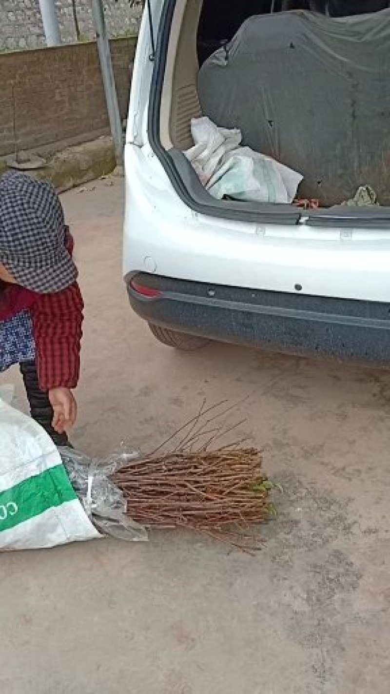 巫山脆李苗，重庆市巫山脆李，国家地理标志产品，挂果苗。