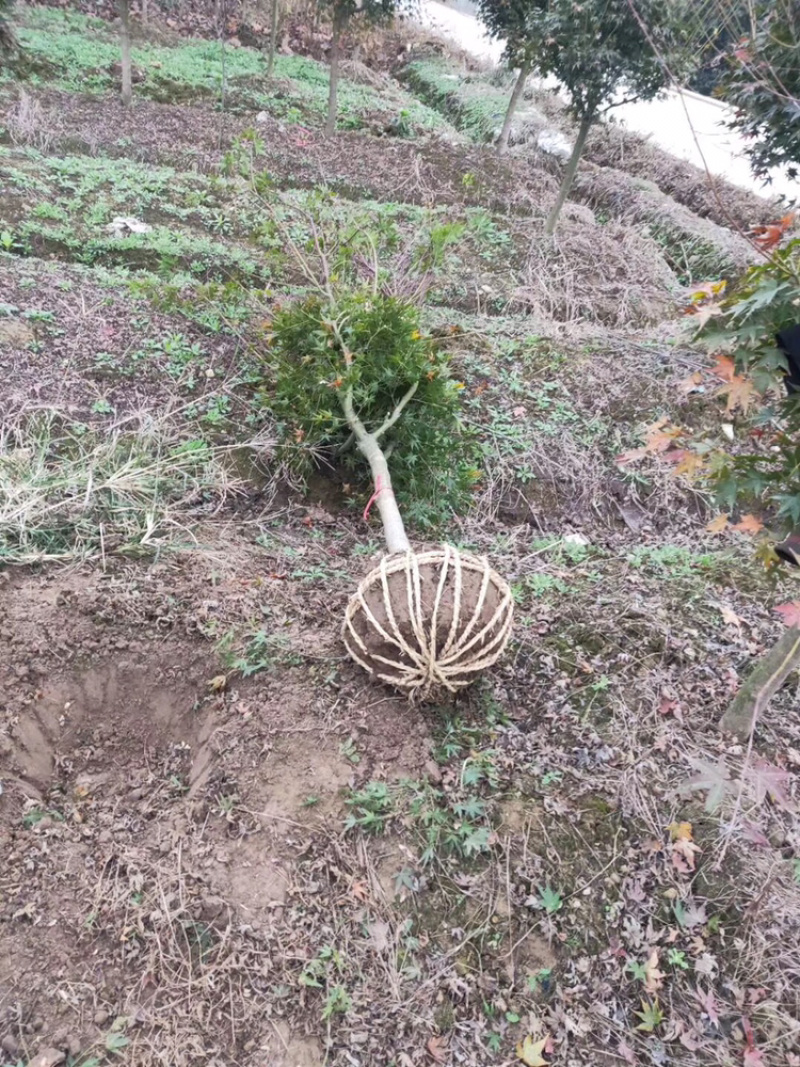 鸡爪槭，精品鸡爪槭绿化工程苗，栽培绿化苗木