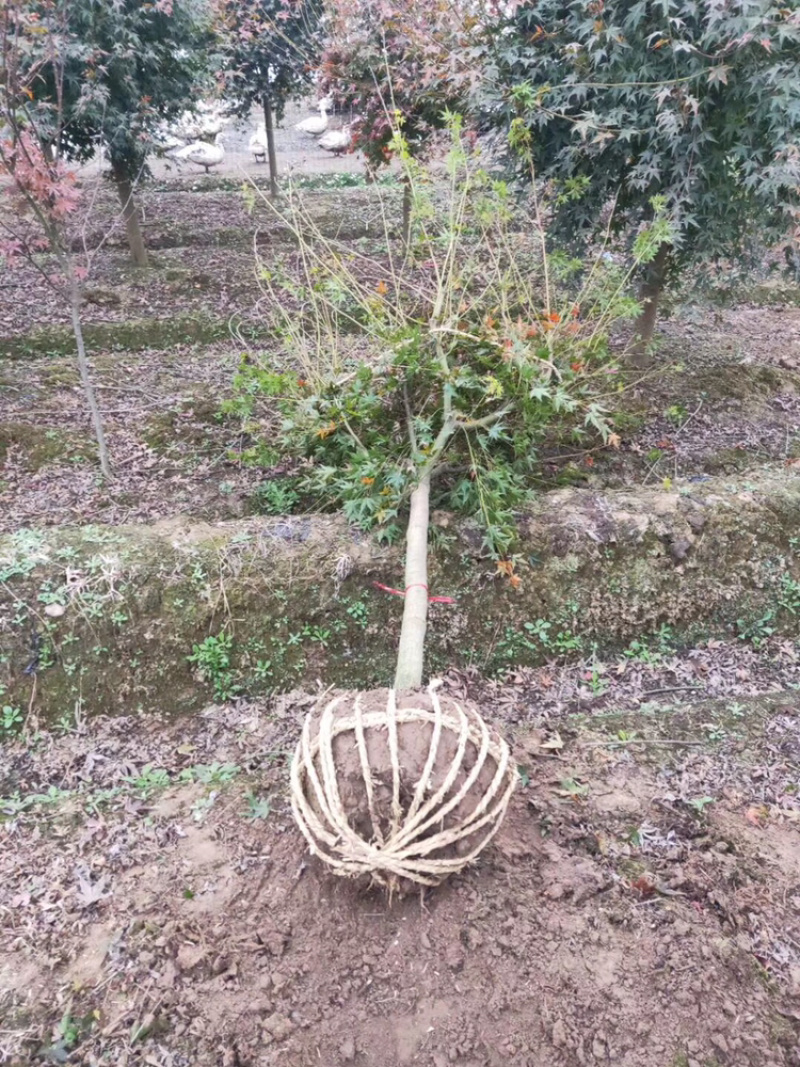 鸡爪槭，精品鸡爪槭绿化工程苗，栽培绿化苗木