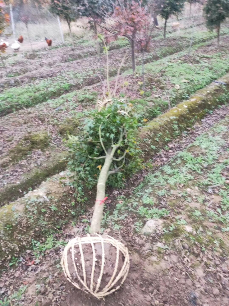 鸡爪槭，精品鸡爪槭绿化工程苗，栽培绿化苗木