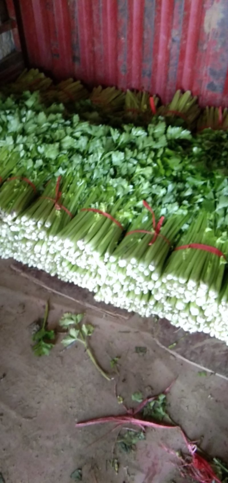 西芹60cm以上