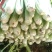 西芹60cm以上