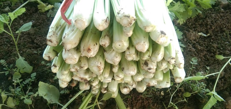 西芹60cm以上