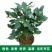 【香妃茶花】烈香茶花盆栽树苗浓香型四季常绿阳台