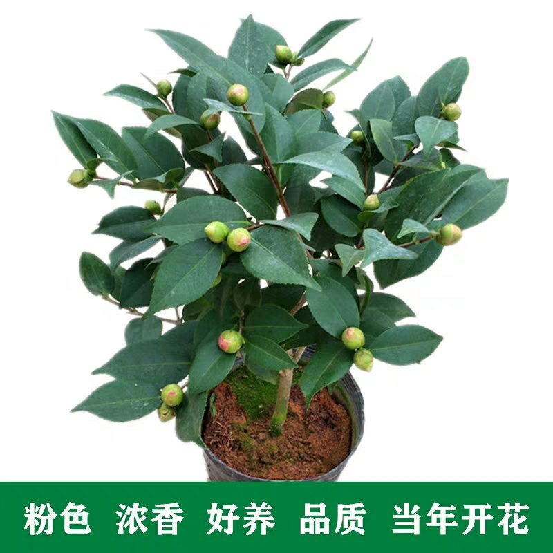 【香妃茶花】烈香茶花盆栽树苗浓香型四季常绿阳台