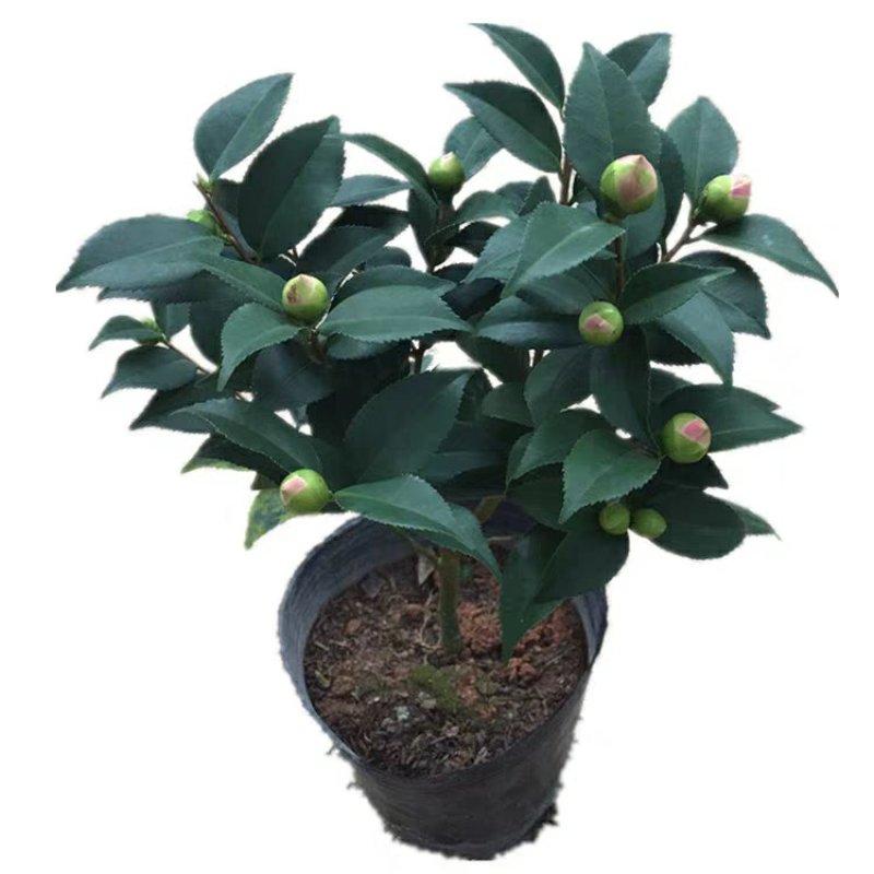 【香妃茶花】烈香茶花盆栽树苗浓香型四季常绿阳台