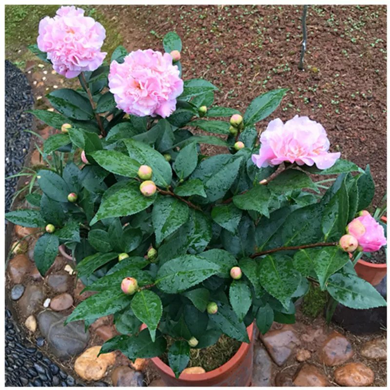 【香妃茶花】烈香茶花盆栽树苗浓香型四季常绿阳台