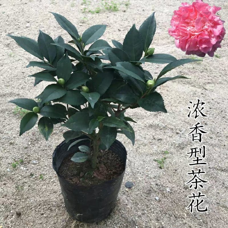 【香妃茶花】烈香茶花盆栽树苗浓香型四季常绿阳台