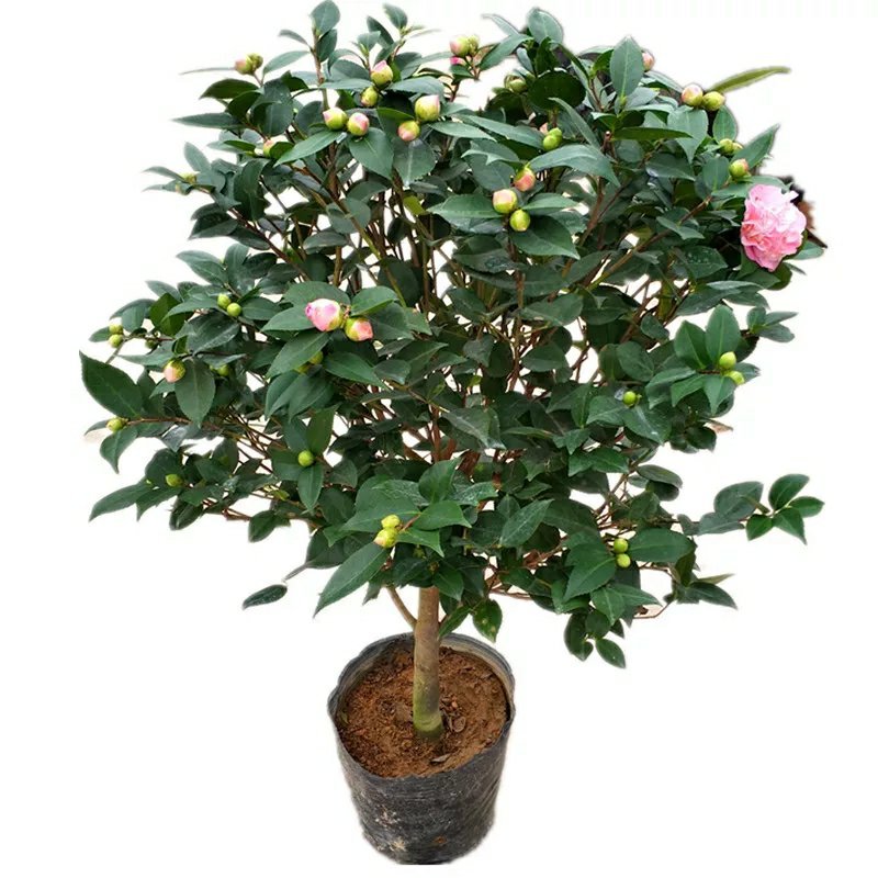 【香妃茶花】烈香茶花盆栽树苗浓香型四季常绿阳台