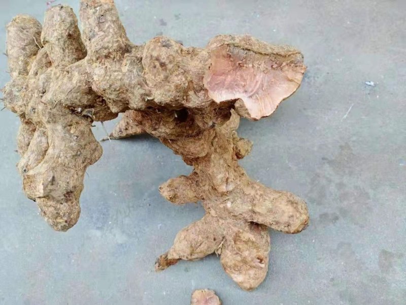 土伏苓，量大优惠