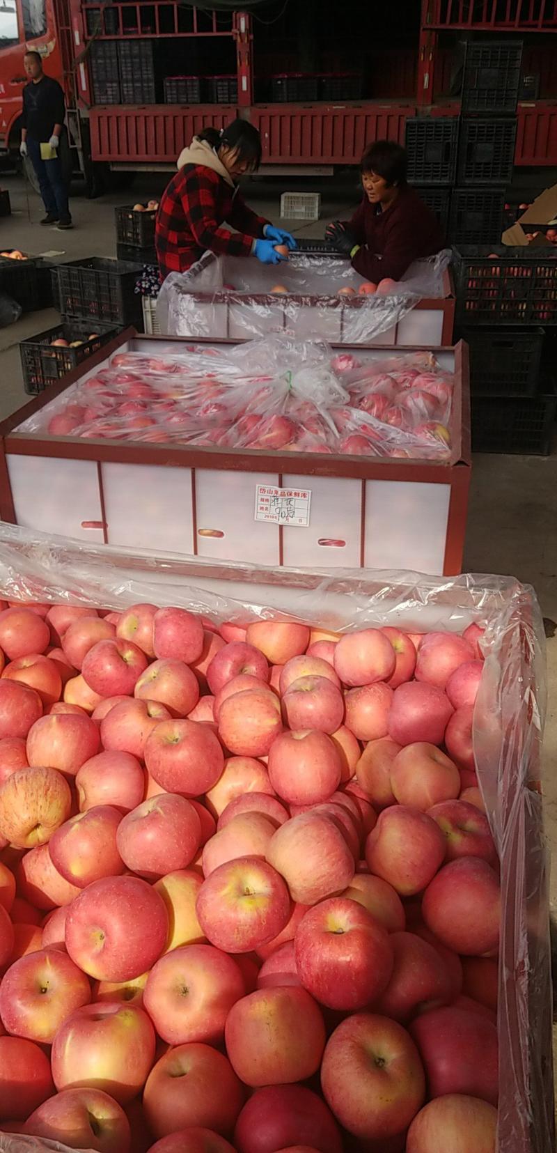 山东冰糖心红富士苹果产地批发价格低，货源充足全国发货