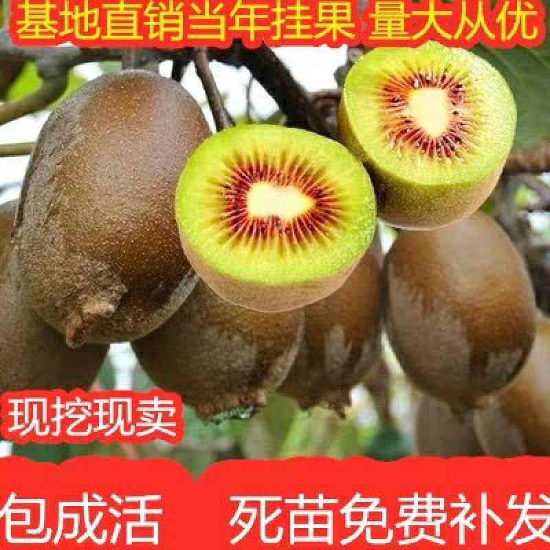 红心猕猴桃树苗猕猴桃树苗果树苗嫁接猕桃苗当年结果南方北