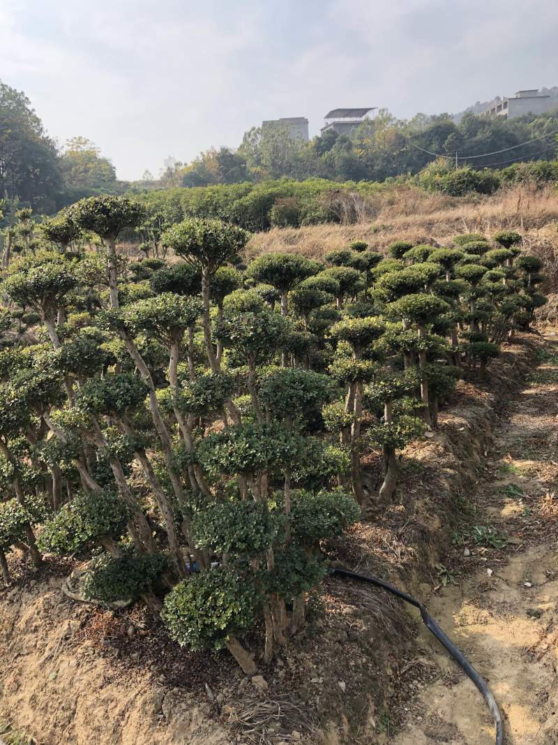赤楠