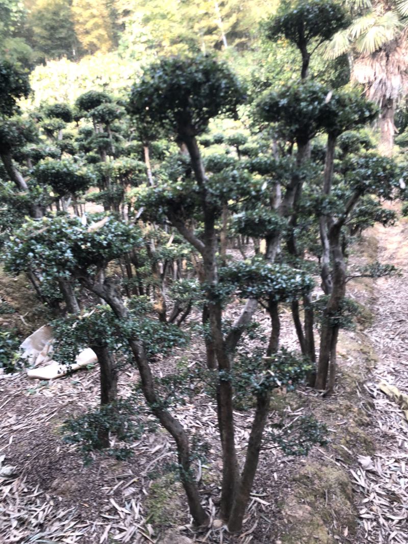 赤楠