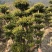 赤楠