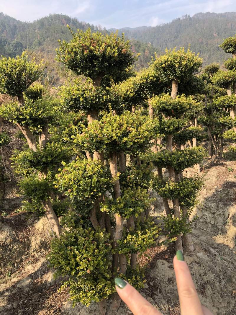 赤楠