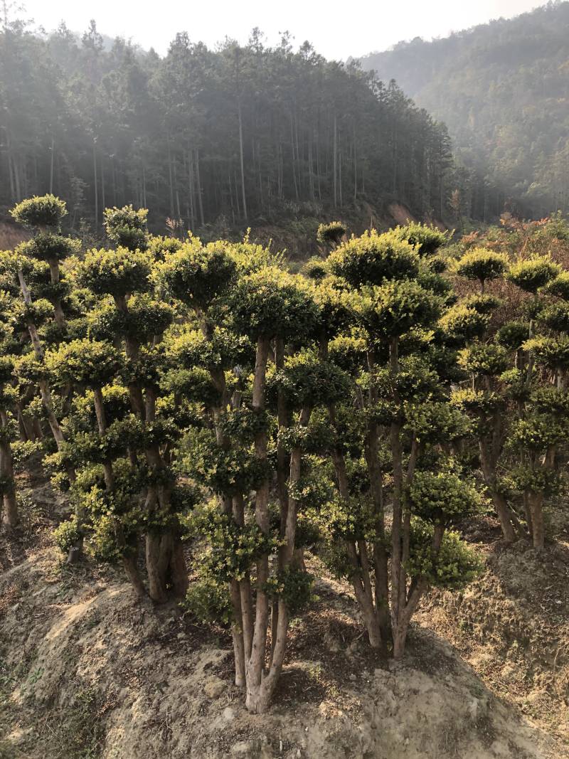 赤楠