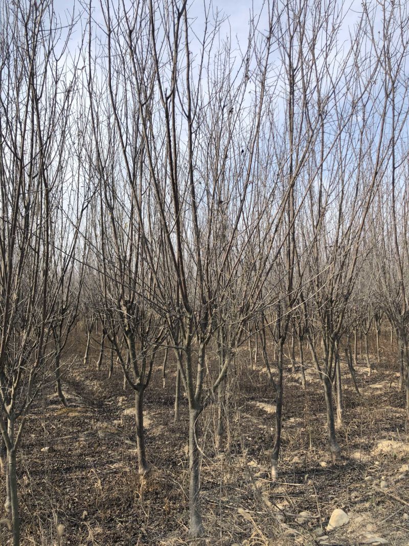 红叶李5-7公分的处理