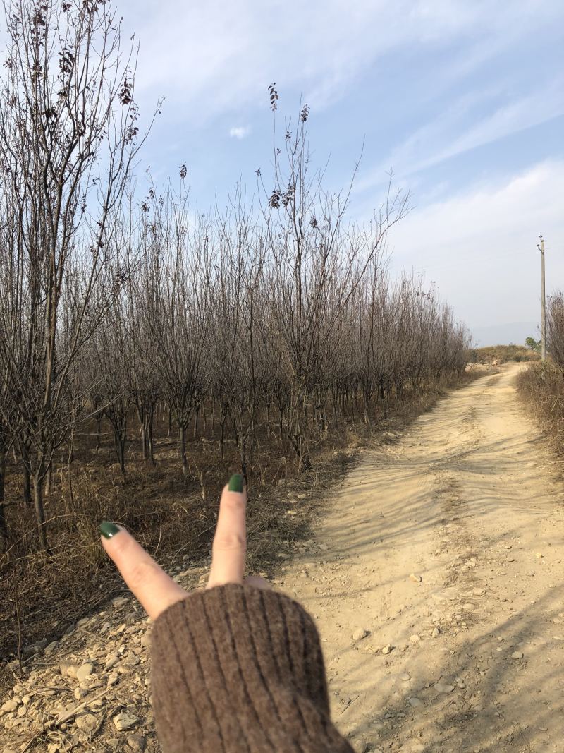 红叶李5-7公分的处理