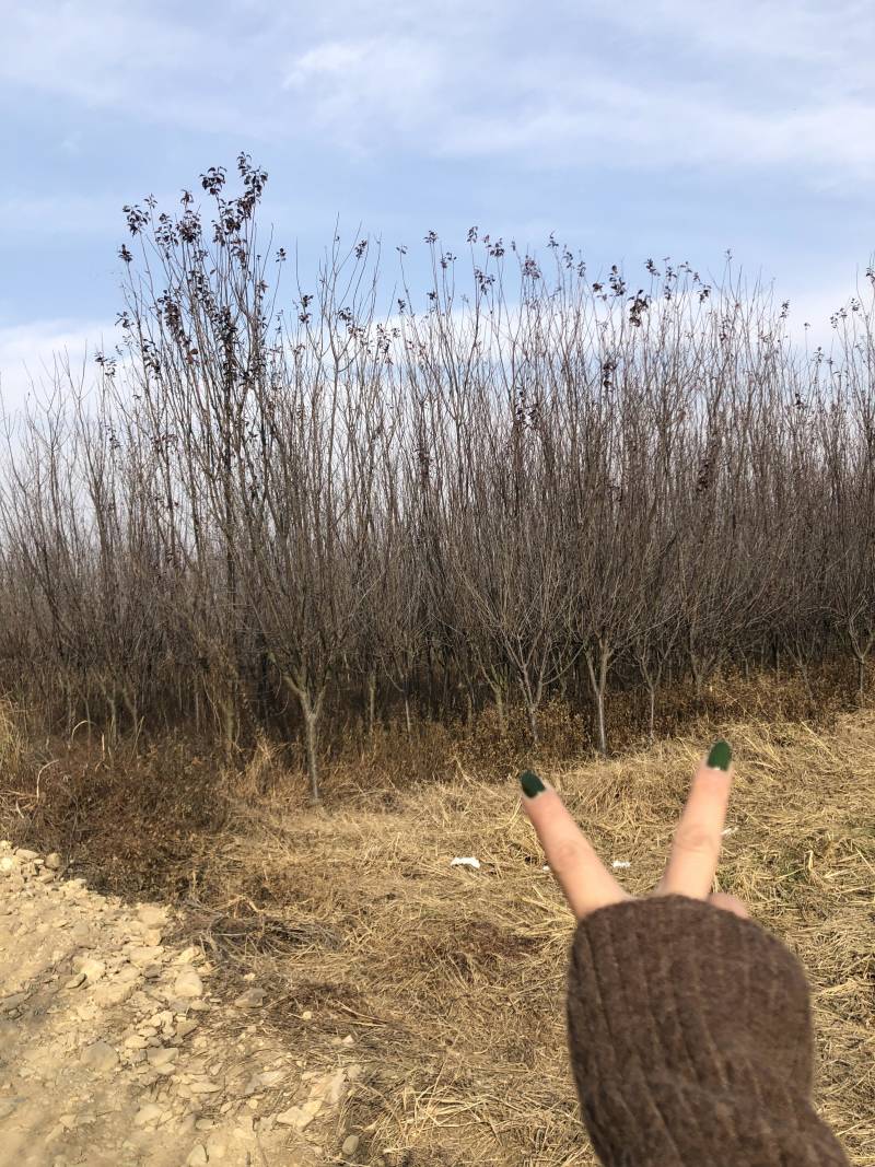 红叶李5-7公分的处理