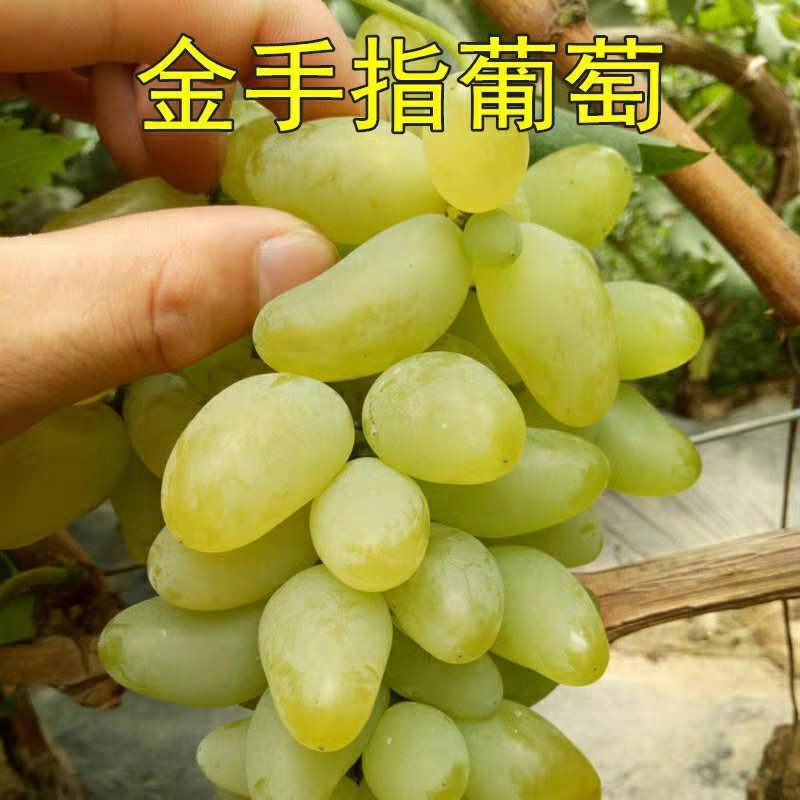 金手指葡萄树苗果树苗葡萄苗盆栽室内爬藤南北方品种种植当年