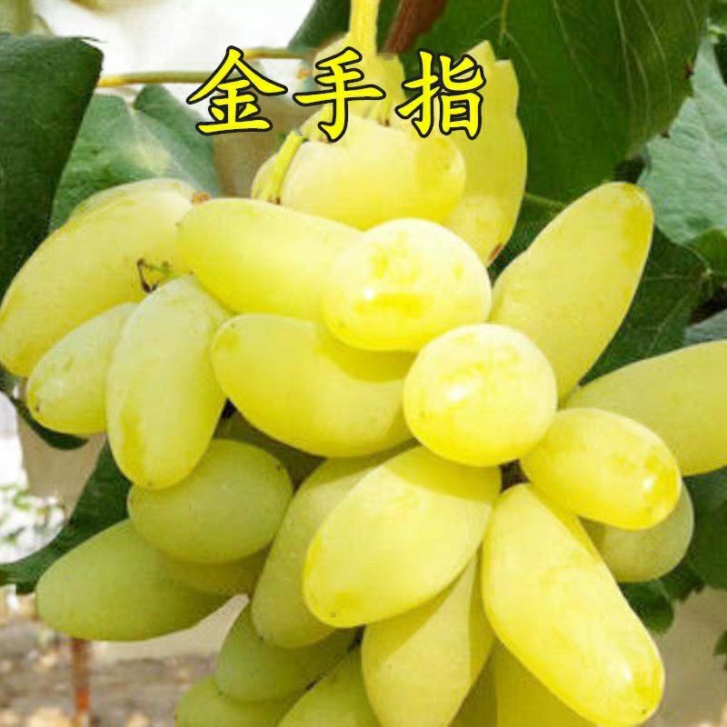 金手指葡萄树苗果树苗葡萄苗盆栽室内爬藤南北方品种种植当年