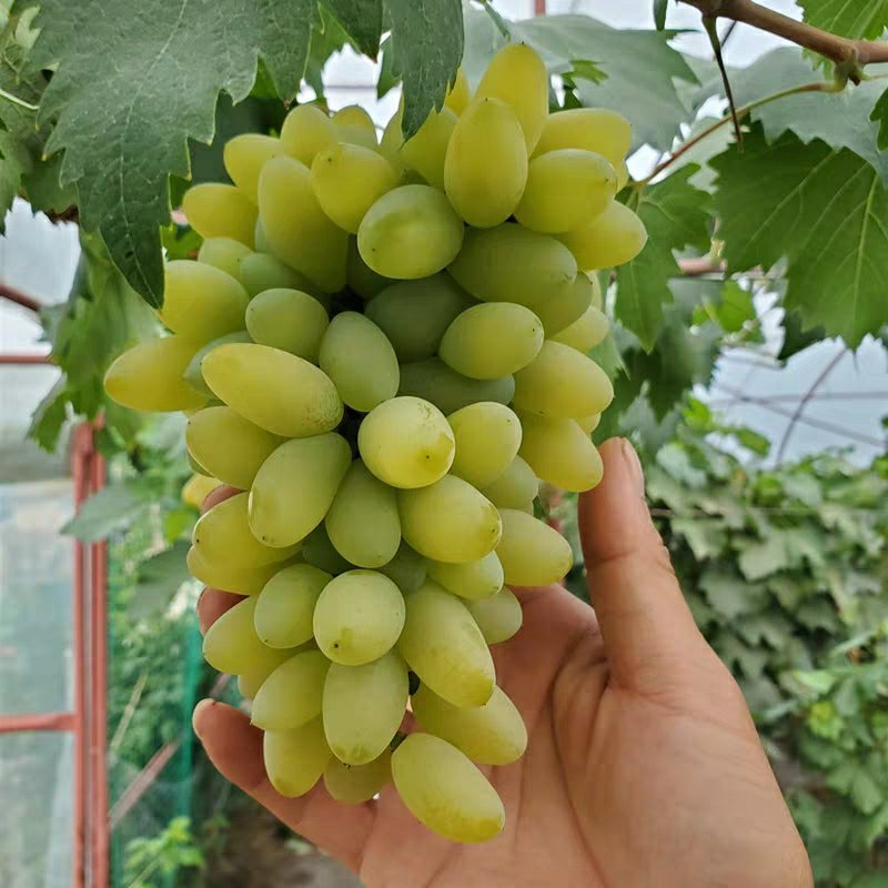 金手指葡萄树苗果树苗葡萄苗盆栽室内爬藤南北方品种种植当年