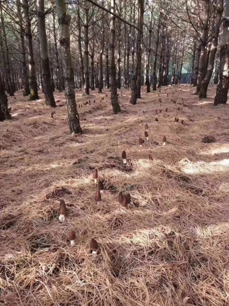 羊肚菌干货香格里拉合作社基地直供，
