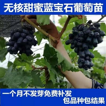 蓝宝石葡萄树苗果树苗葡萄苗盆栽室内爬藤南北方品种种植当年