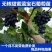 蓝宝石葡萄树苗果树苗葡萄苗盆栽室内爬藤南北方品种种植当年