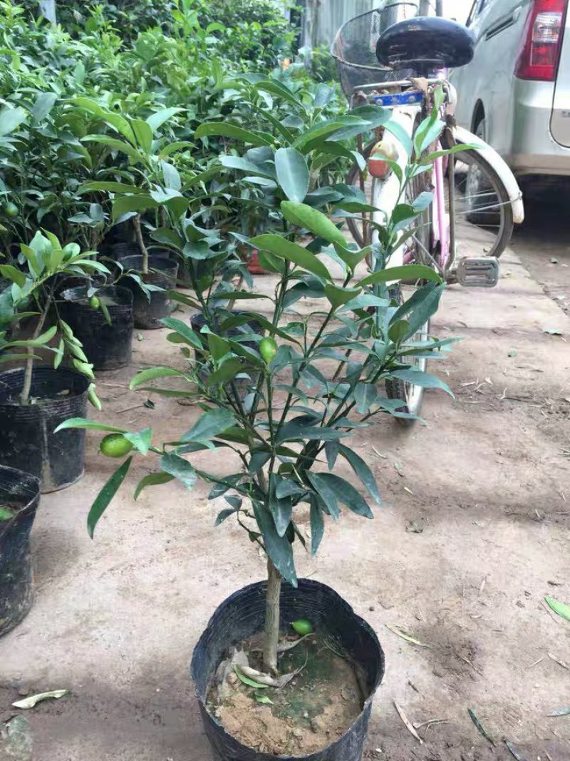 小金桔沙糖桔室内室外种植南北方种植带果发货