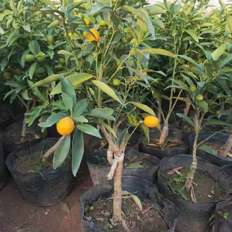 小金桔沙糖桔室内室外种植南北方种植带果发货