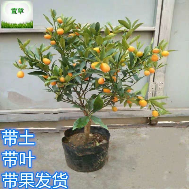 小金桔沙糖桔室内室外种植南北方种植带果发货