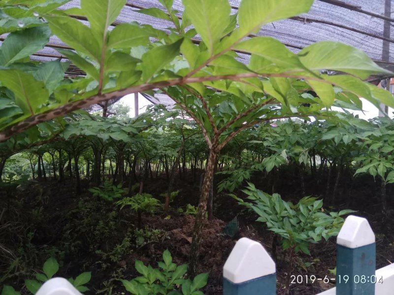 新鲜魔芋大魔芋生魔芋基地直发，可视频看货基地考察