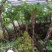 新鲜魔芋大魔芋生魔芋基地直发，可视频看货基地考察