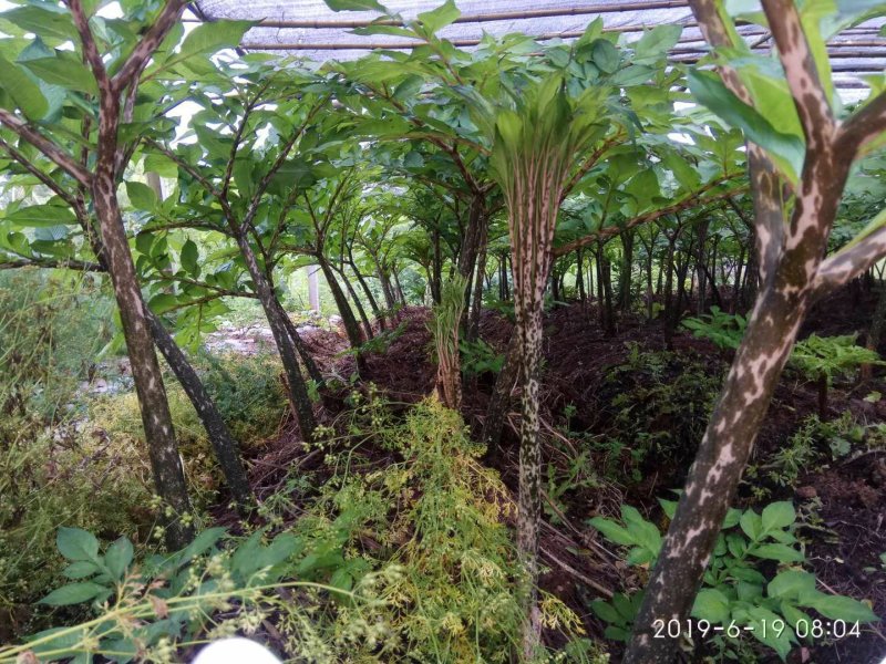 新鲜魔芋大魔芋生魔芋基地直发，可视频看货基地考察
