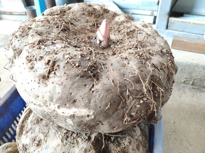 新鲜魔芋大魔芋生魔芋基地直发，可视频看货基地考察