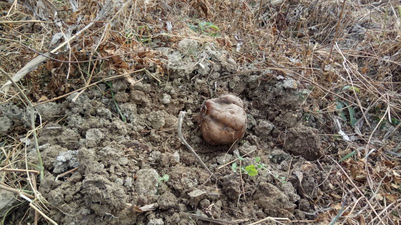 新鲜魔芋大魔芋生魔芋基地直发，可视频看货基地考察